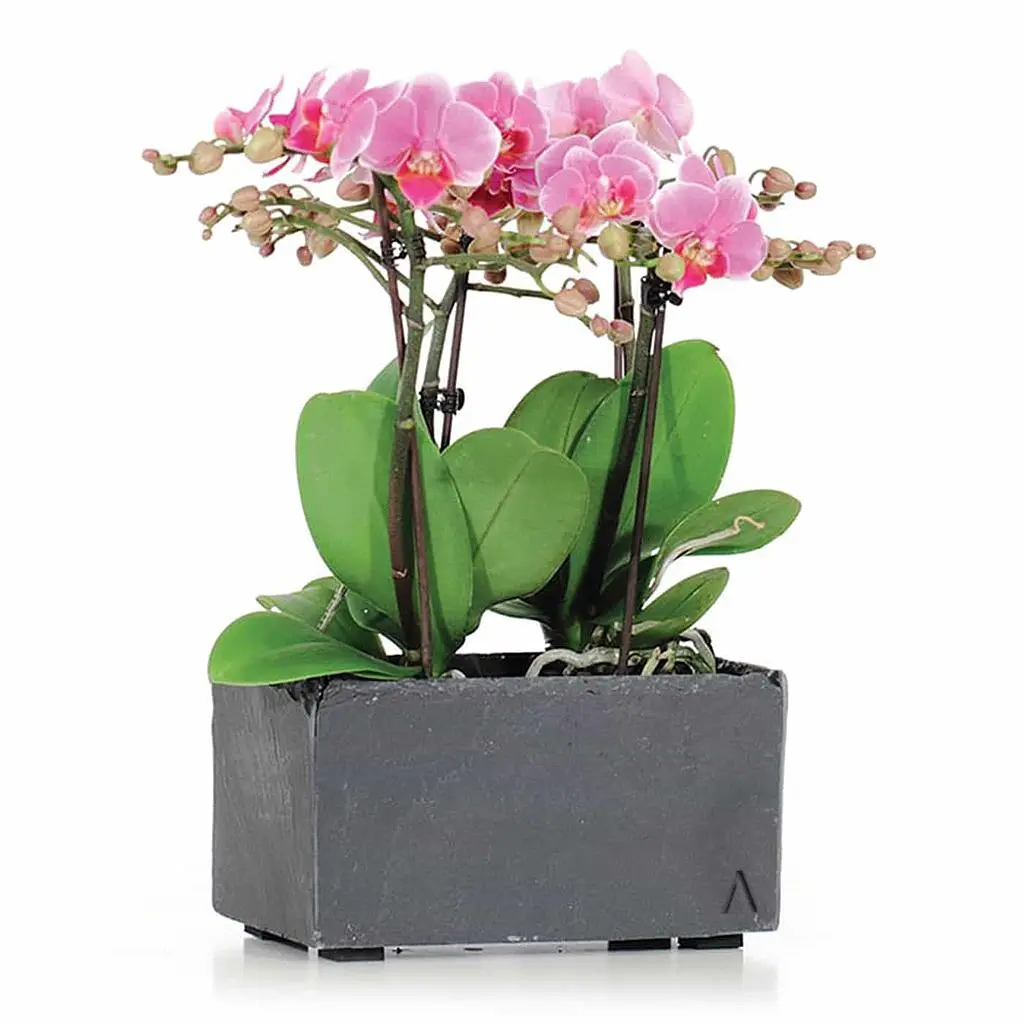 JARDI 21 Anthracite – Blumenkästchen 21x12x12 cm 1.7 kg Naturschiefer Schwarz - Image 6