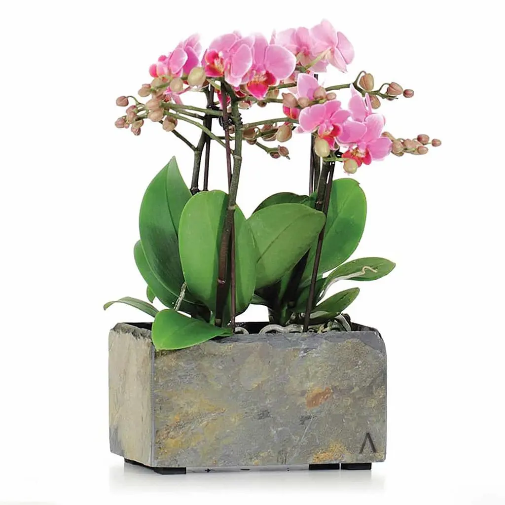 JARDI 21 Rusty – Blumenkästchen 21x12x12 cm 1.7 kg Naturschiefer Braun - Image 6