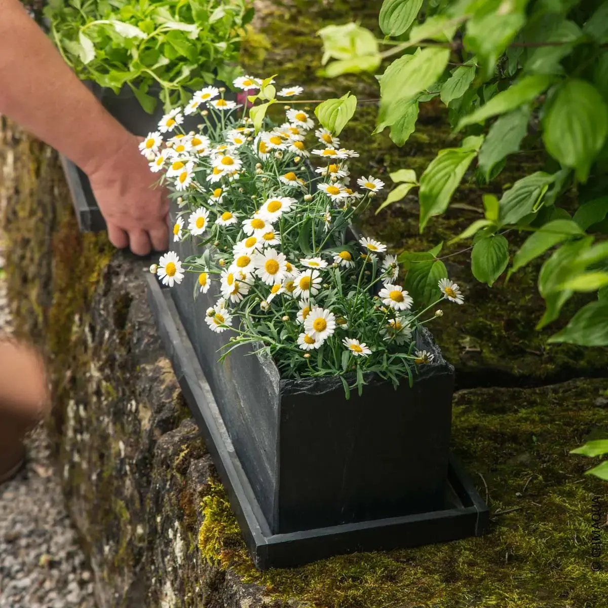 JARDI 50 Anthrazit  – Balkonkasten 50x17x17 cm 8 kg Naturschiefer Schwarz - Image 5